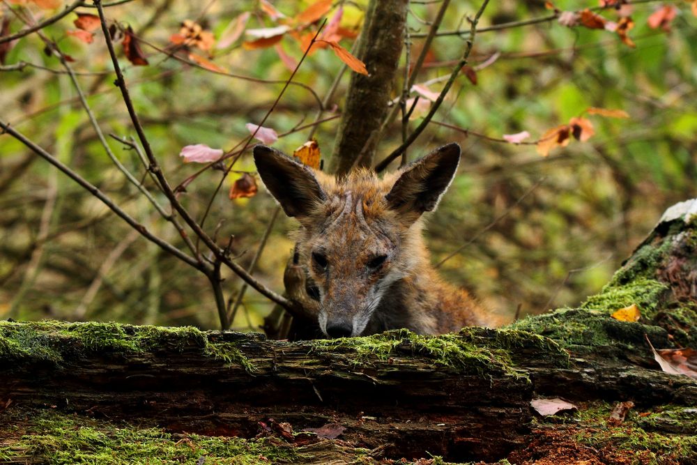 le Renard usé 