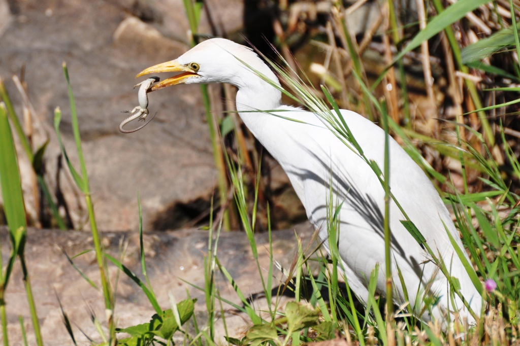 Le repas d'aigrette.