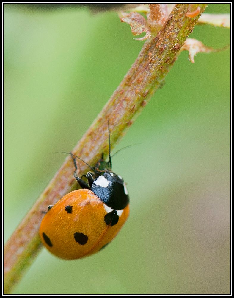 Le repas de la coccinelle