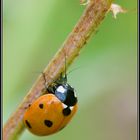 Le repas de la coccinelle