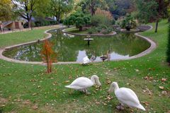 Le repas des cygnes ...