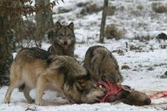 Le repas des loups 4