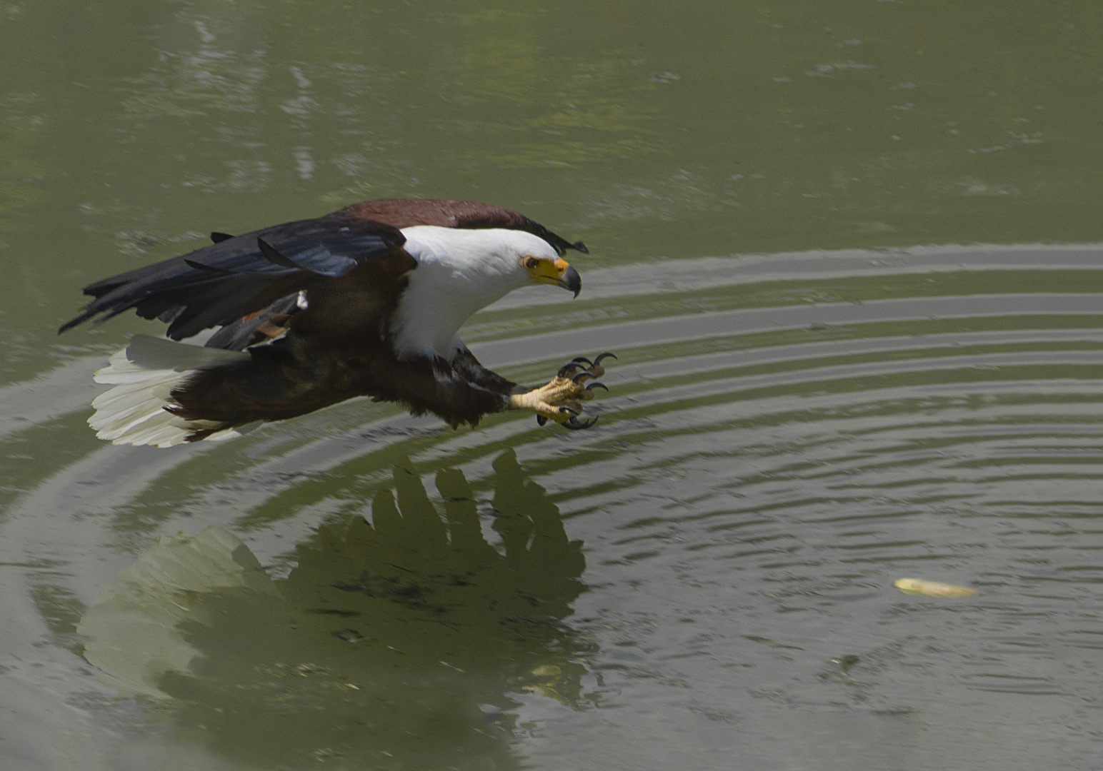 Le repas est [presque] servi ! (Haliaeetus vocifer, pygargue vocifère ou aigle pêcheur d'Afrique)