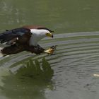 Le repas est [presque] servi ! (Haliaeetus vocifer, pygargue vocifère ou aigle pêcheur d'Afrique)