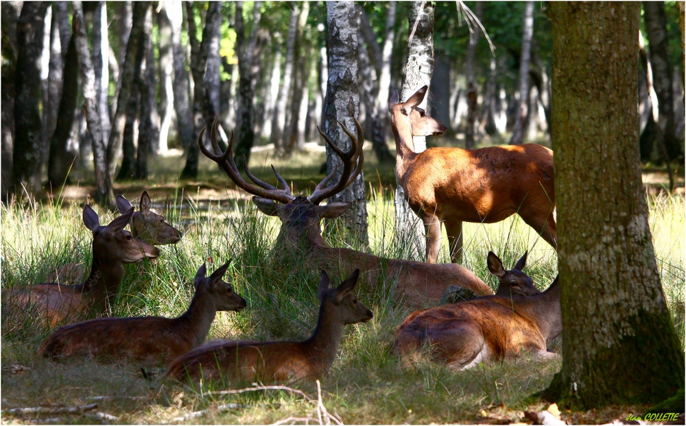 Le repos de la harde.