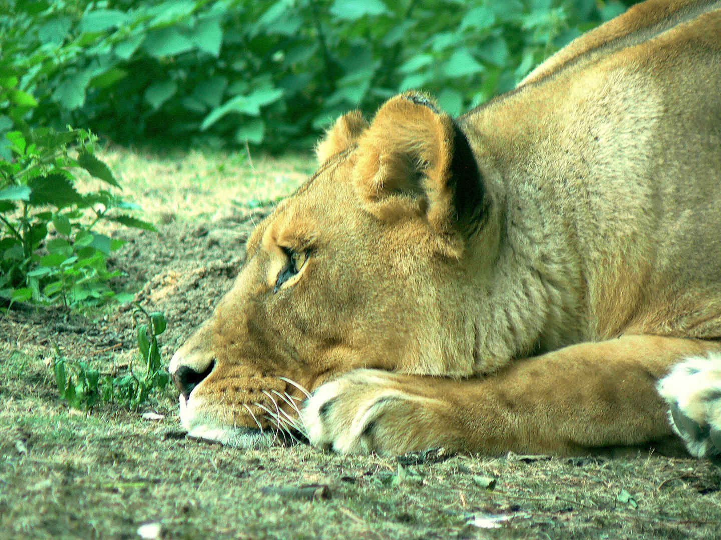 le répos de la lionne