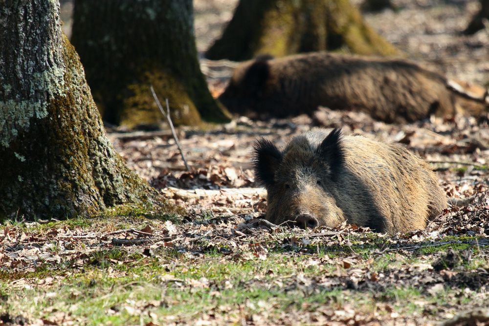 le repos des guerriers