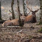 le repos des guerriers 