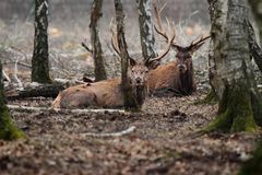 le repos des guerriers 