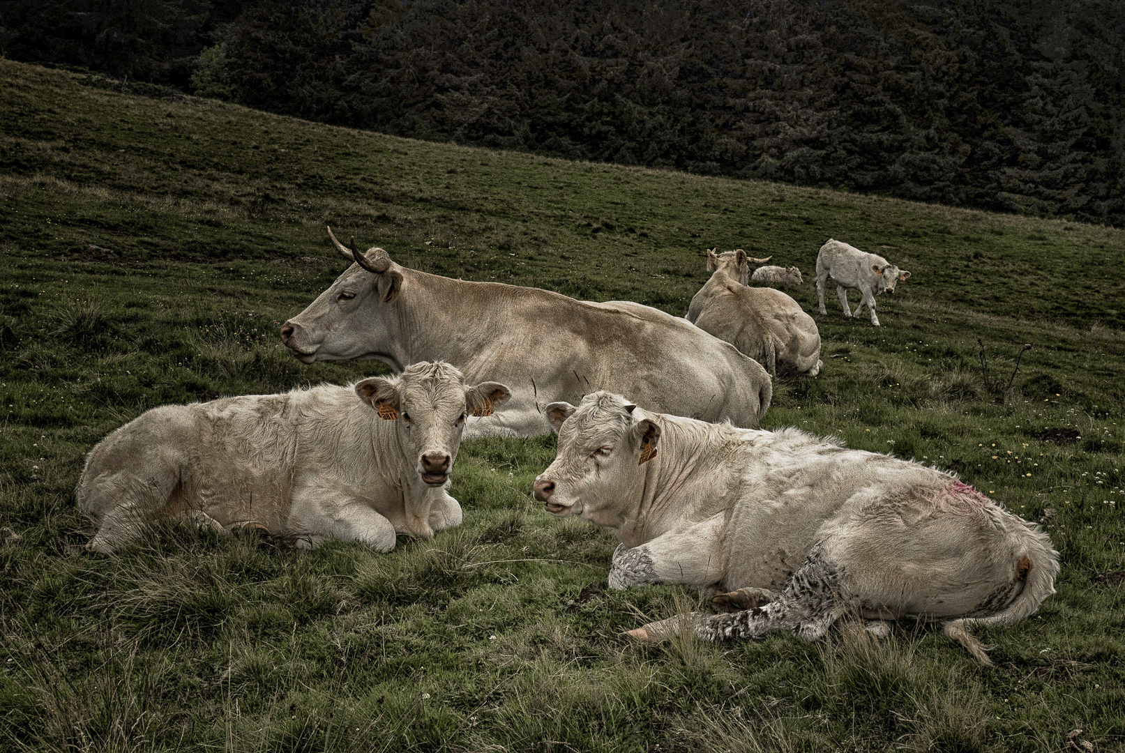 le repos du bétail en Alpage - Col de la Croix Morand - Auvergne