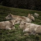 le repos du bétail en Alpage - Col de la Croix Morand - Auvergne