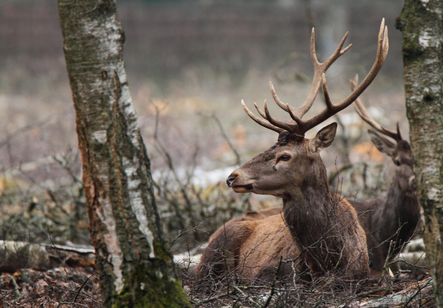 le repos du cerf