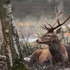 le repos du cerf