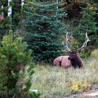 Le repos du Cerf