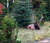 Le repos du Cerf de Nathalie Stoullig 