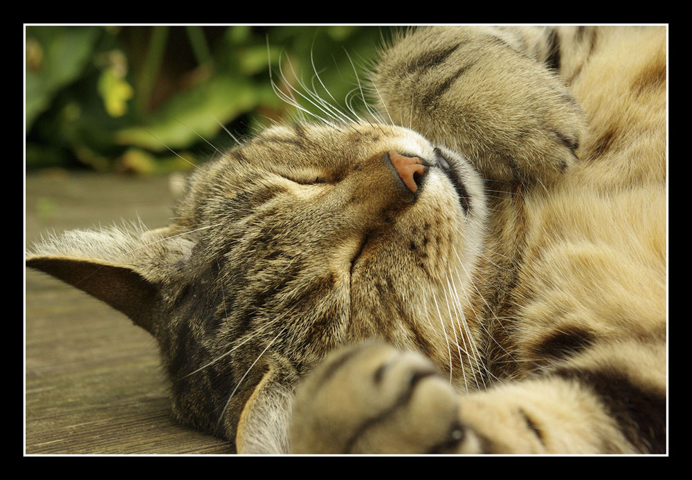 Le repos du chasseur