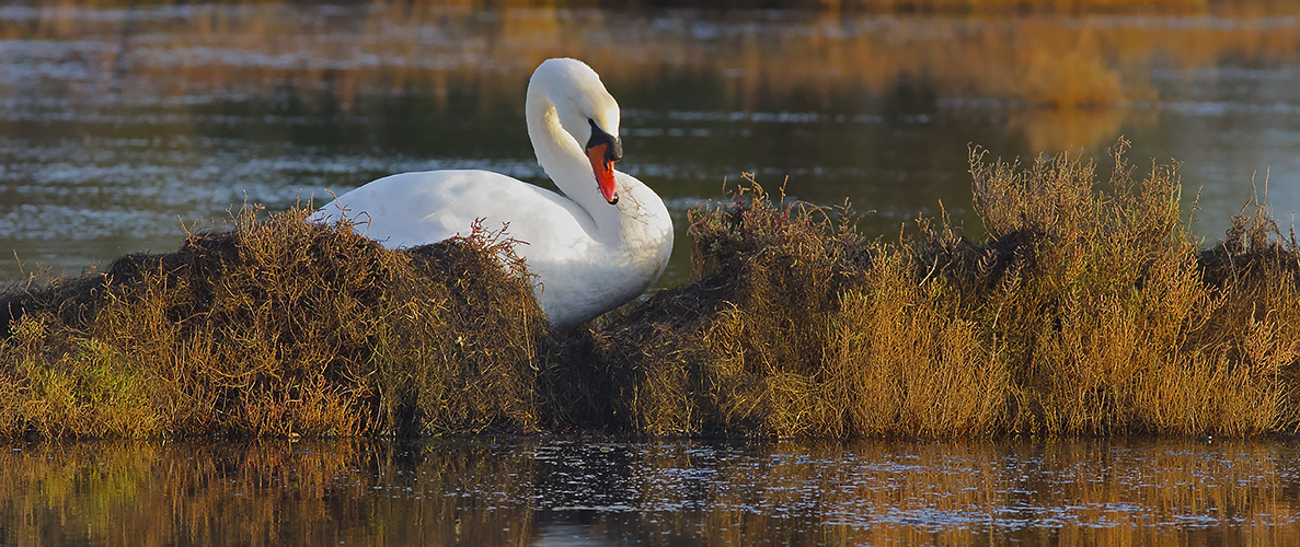 Le repos du cygne