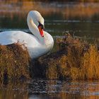 Le repos du cygne