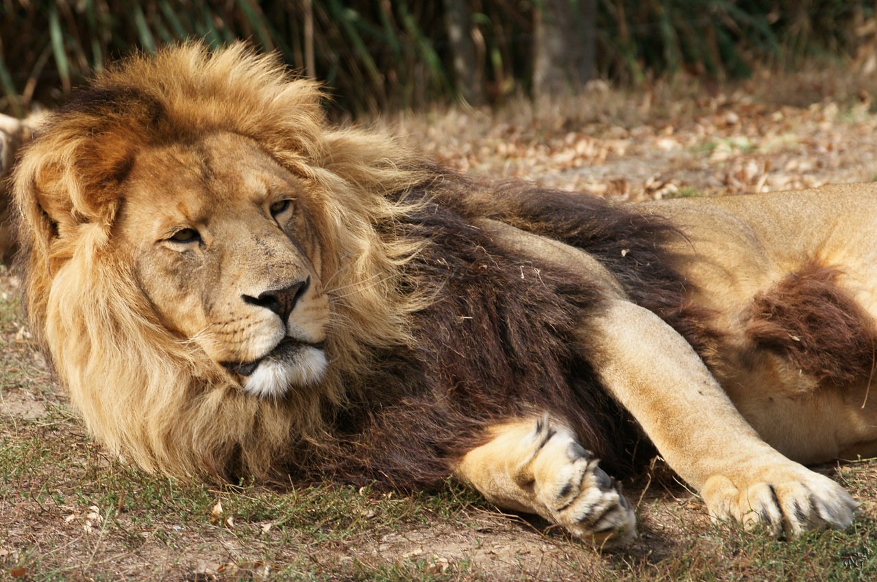 Le repos du fauve