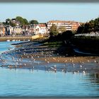 LE REPOS DU GOELAND