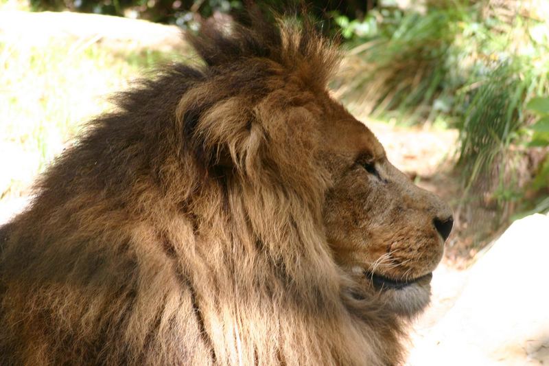 le repos du lion