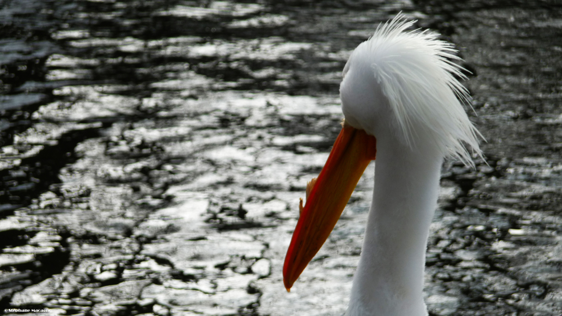 Le repos du pelican