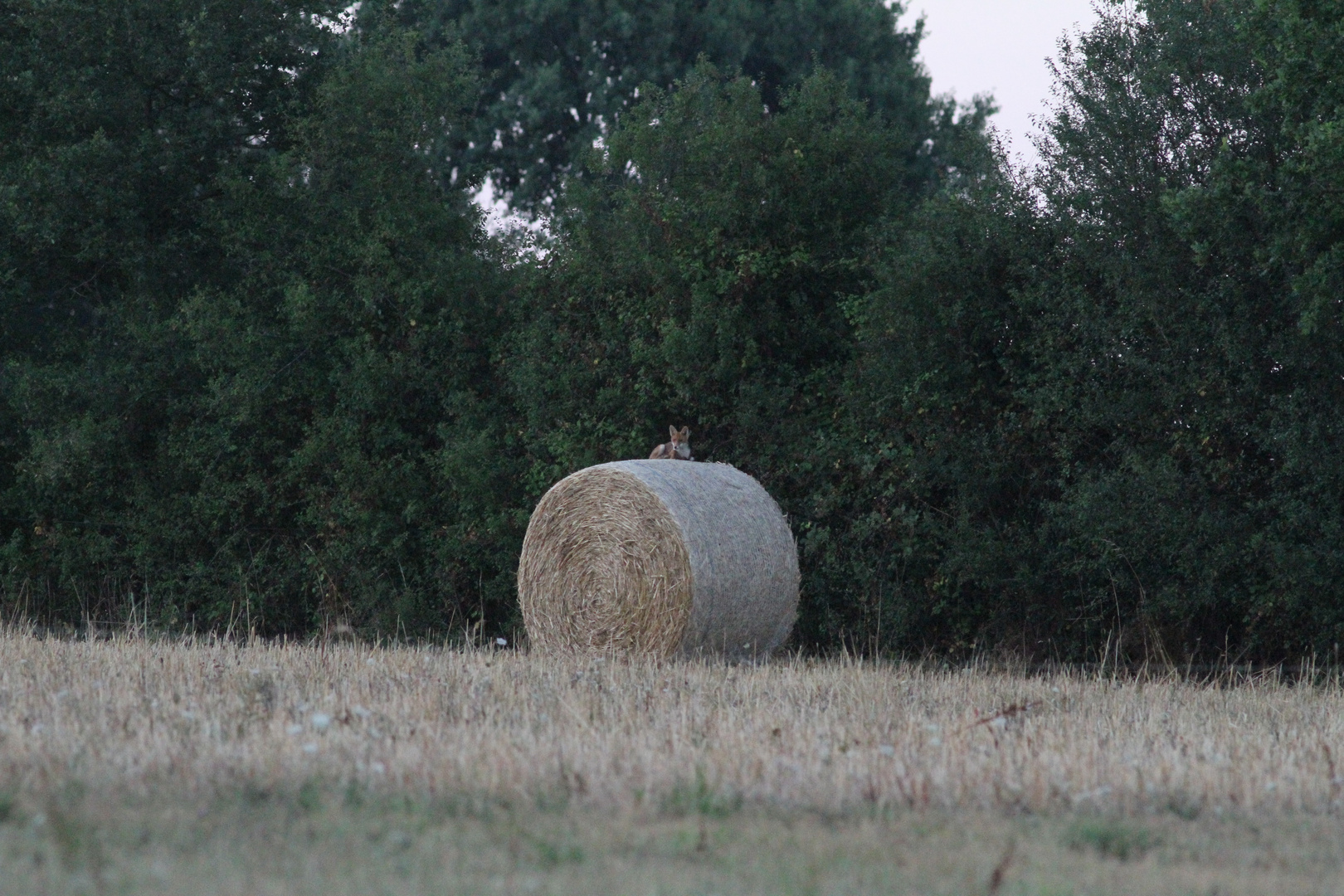 Le repos du renard