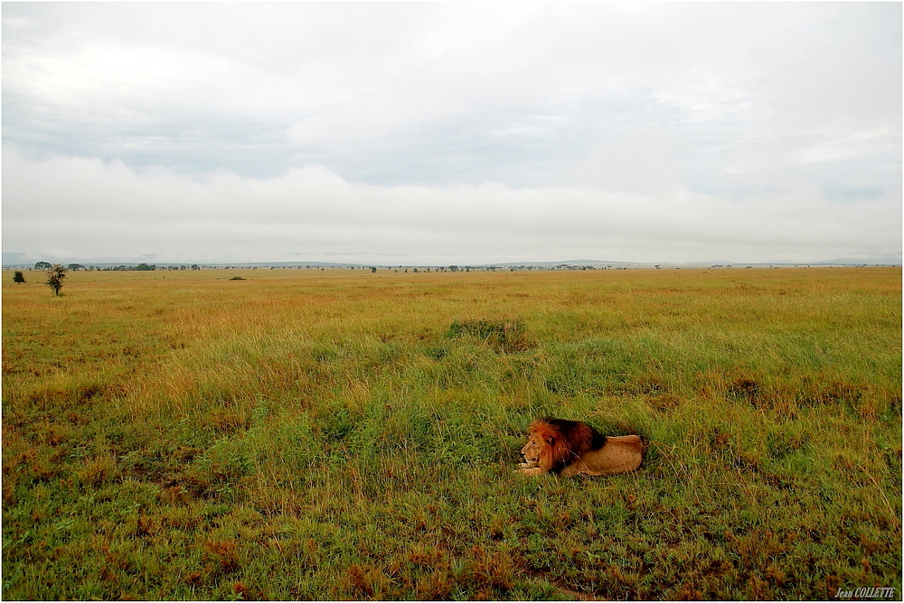 " Le repos du seigneur de la savane "