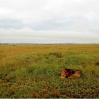 " Le repos du seigneur de la savane "