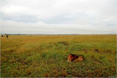 " Le repos du seigneur de la savane "