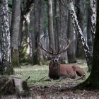 " Le repos du seigneur des forêts "