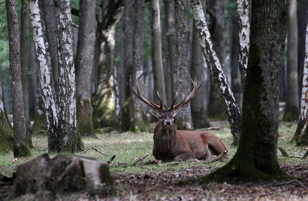 " Le repos du seigneur des forêts "