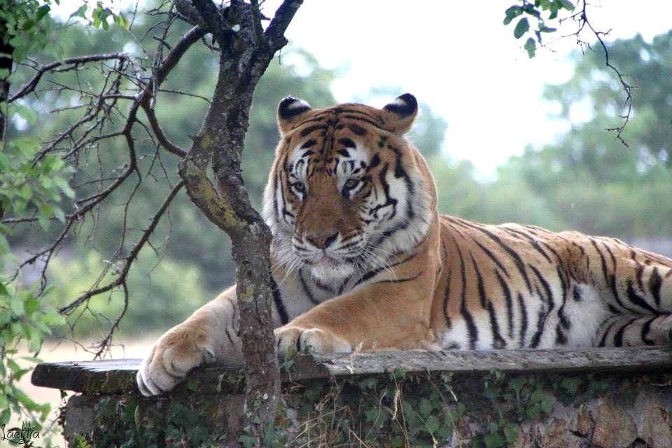 Le repos du tigre