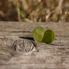 le reste d'un coeur de treffle niché au coeur du bois.......