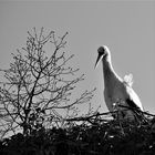 Le retour de la cigogne 