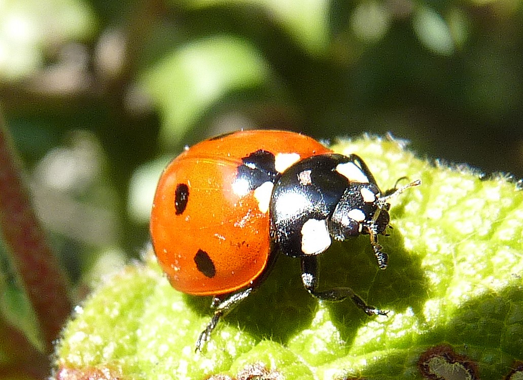 Le retour de la coccinelle