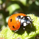 Le retour de la coccinelle