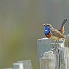 Le retour de la gorge bleue