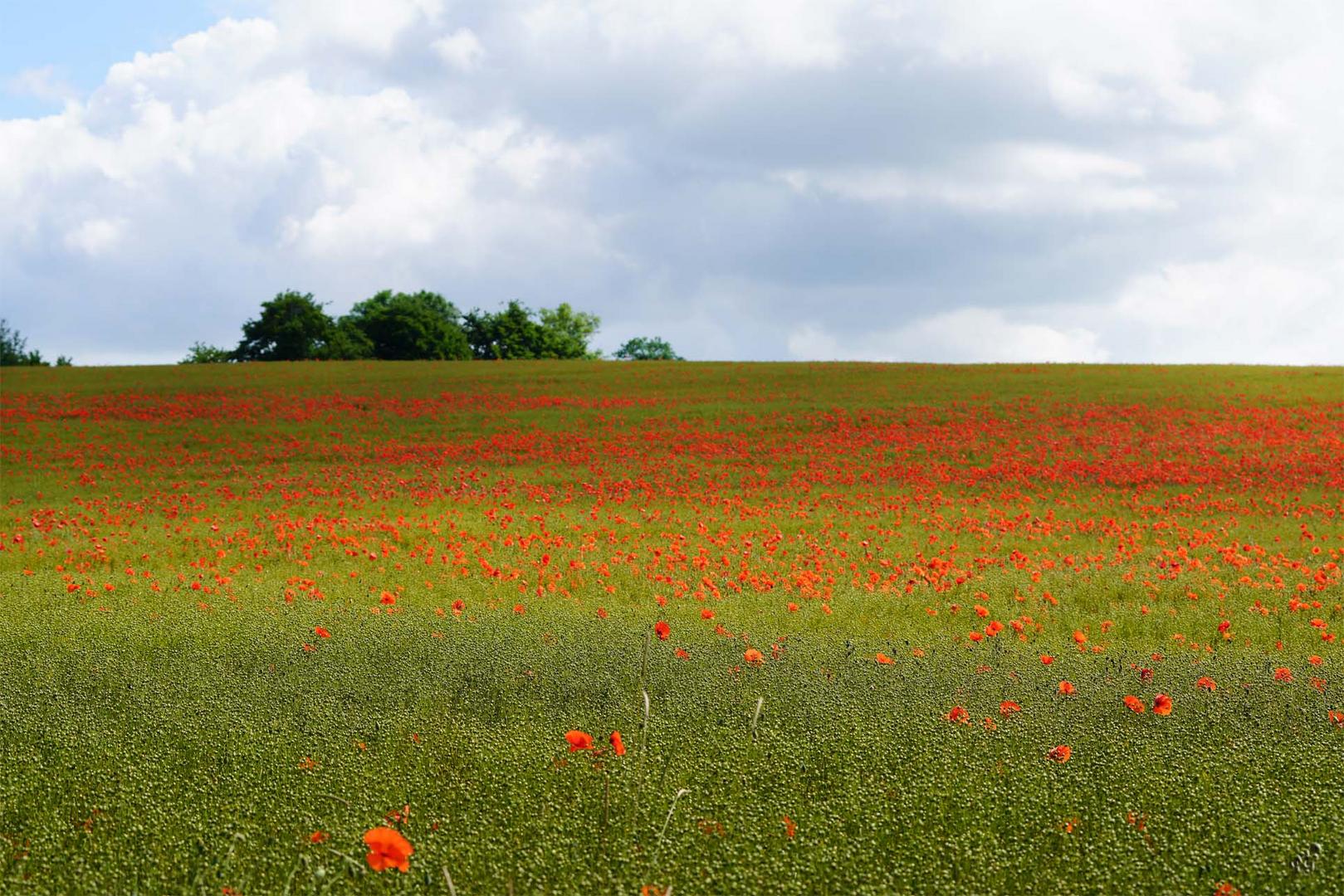 Le retour des coquelicots .....