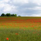 Le retour des coquelicots .....