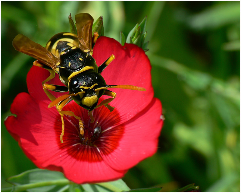 le retour des guepes