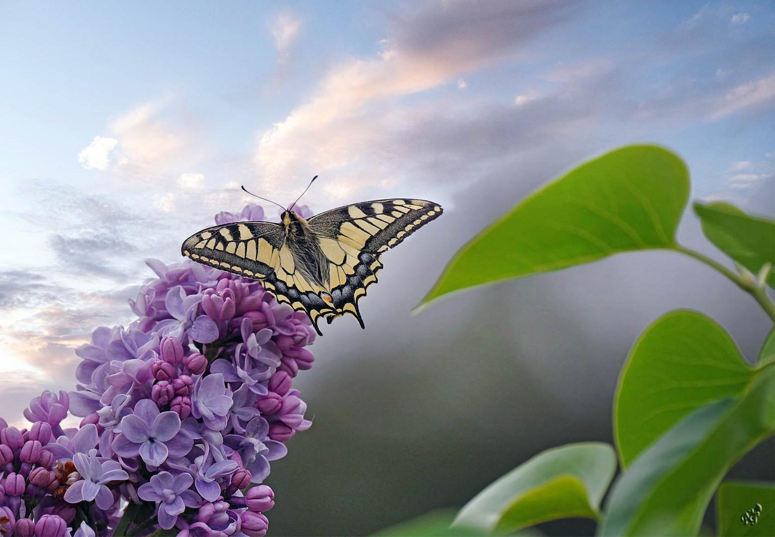 Le retour du machaon...