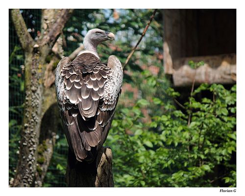 Le retour du vautour