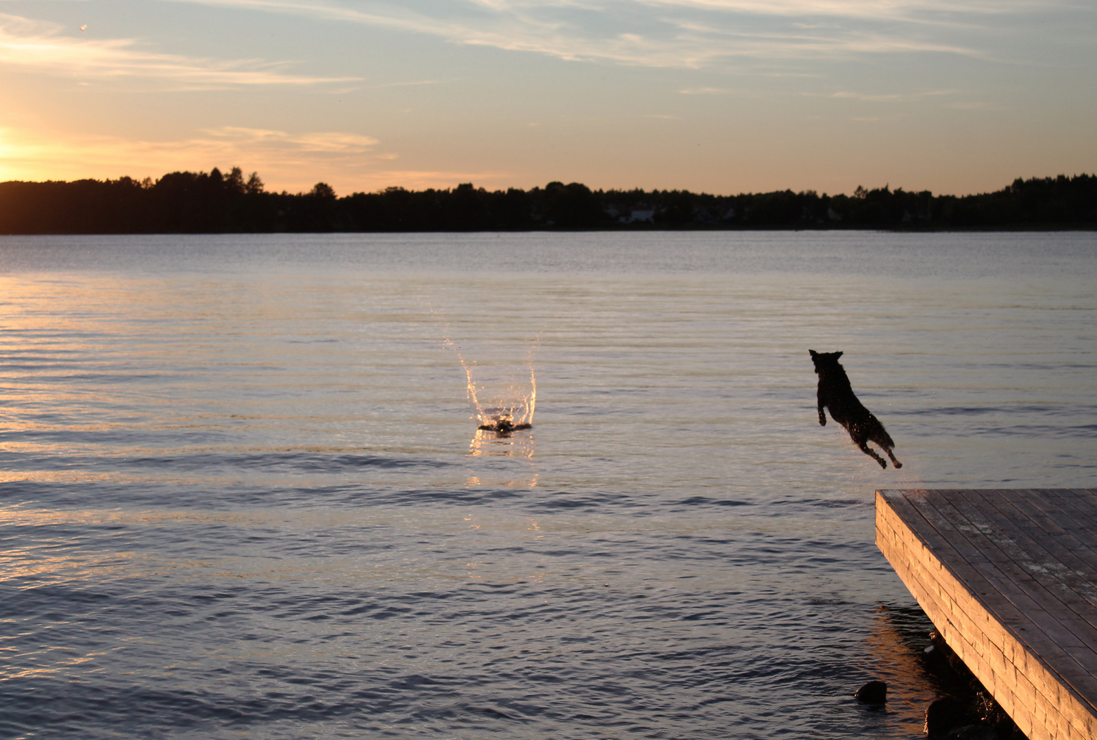 Le retriever et le lac