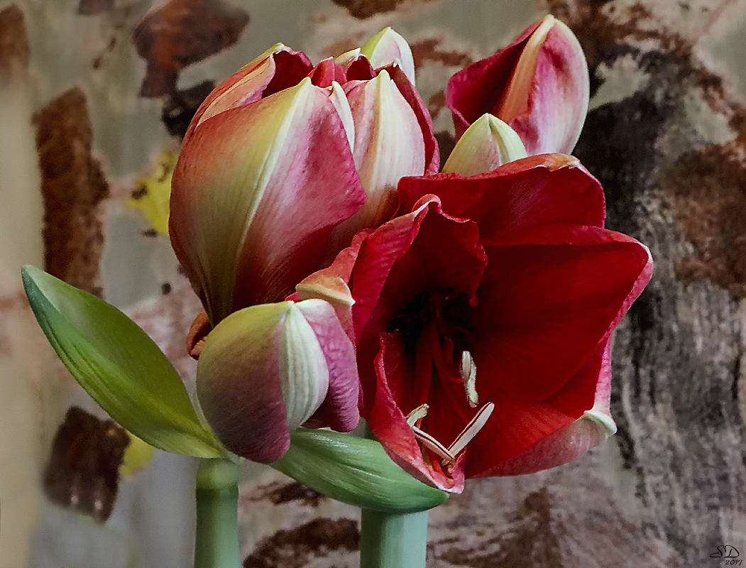 Le réveil de l'amaryllis.