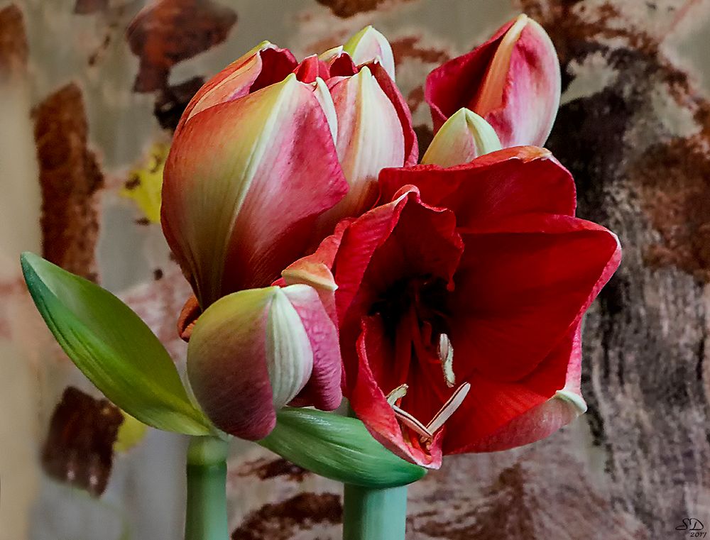 Le réveil de l'amaryllis.