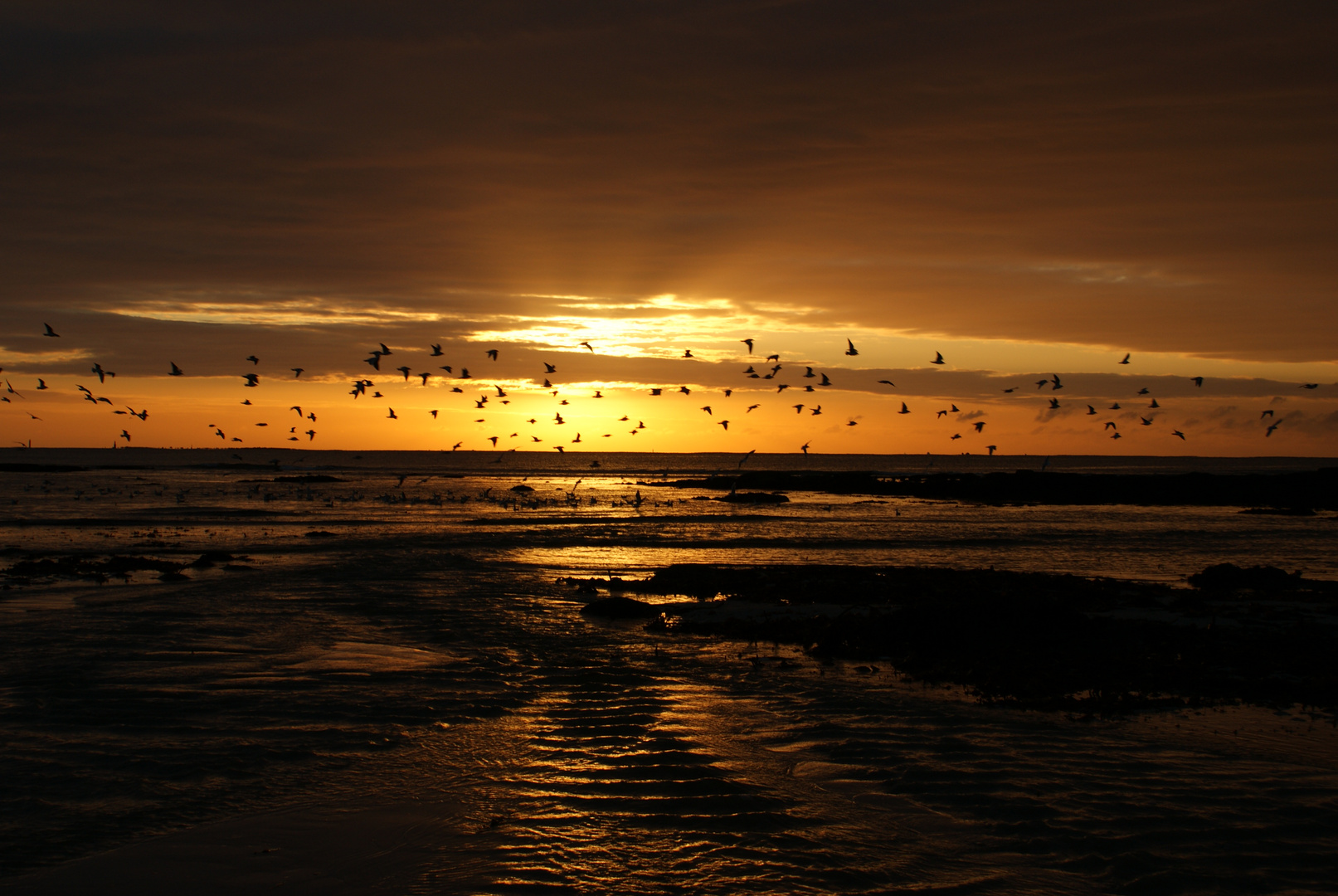 le réveil des mouette