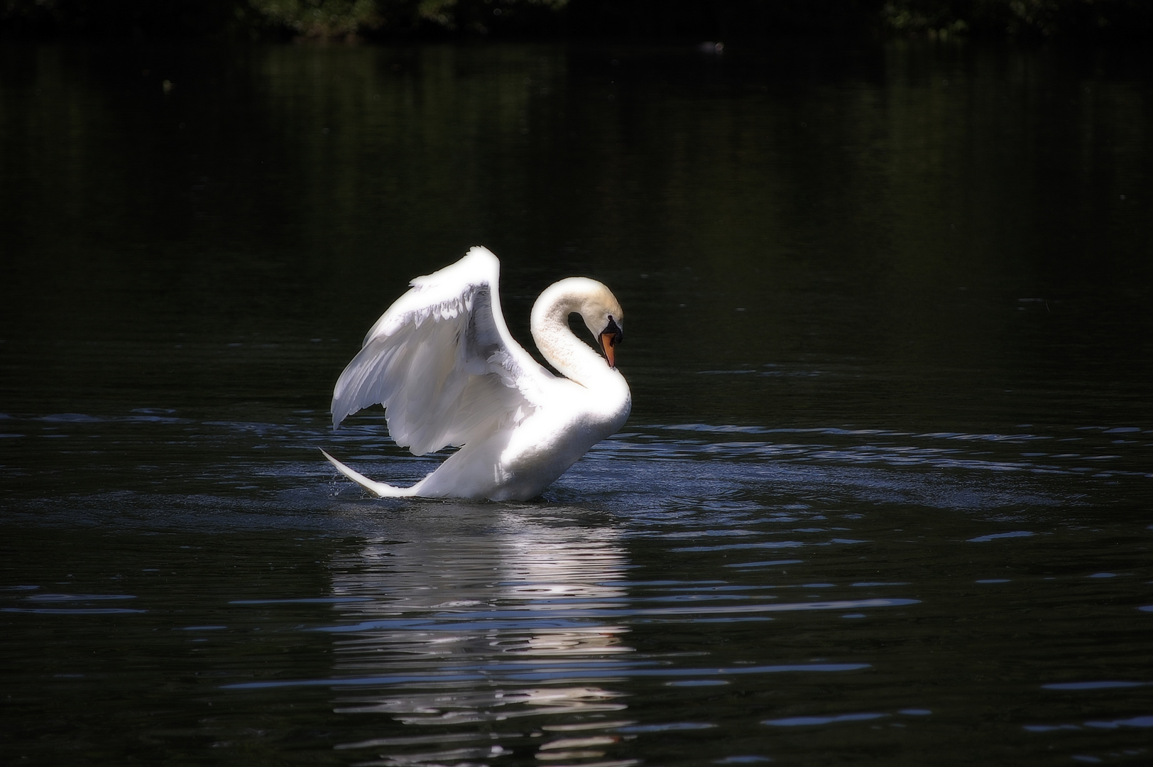 Le réveil du cygne