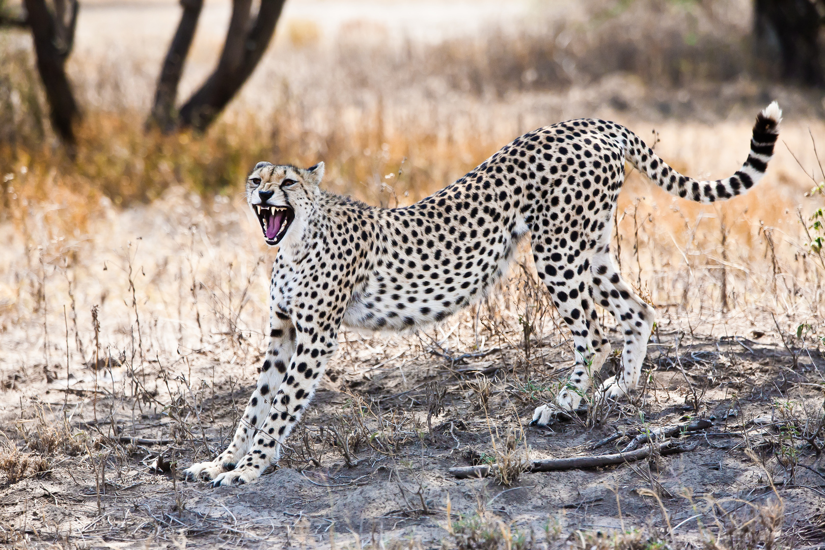 Le réveil du Guépard