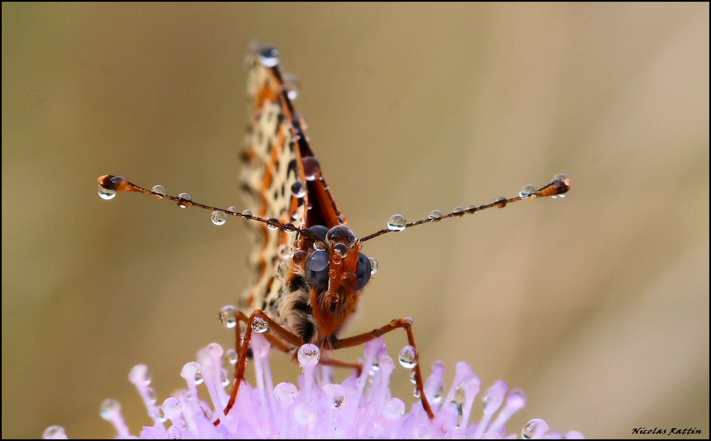 ' Le réveil du papillon "